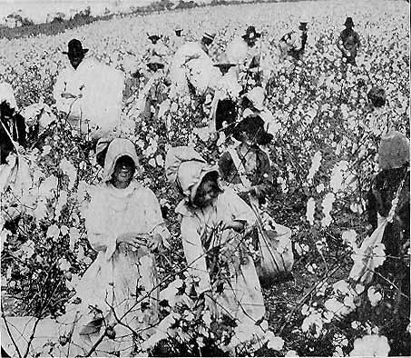 Un gruppo di afro-americani al lavoro nelle Cotton Belt