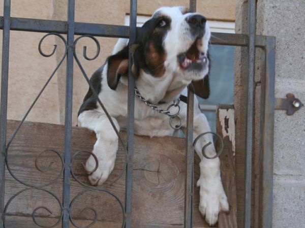 cane-che-abbaia