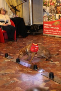 Cani dottore