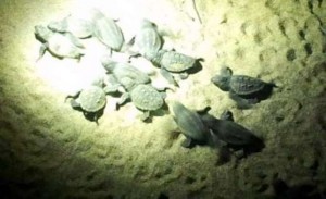 caretta-caretta2