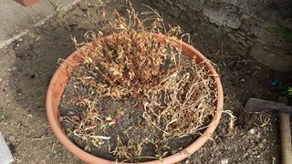 fiori-prima