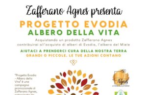 Teggiano. Lo zafferano del vallo di diano in soccorso delle api A rischio estinzione con il progetto “EVODIA”.