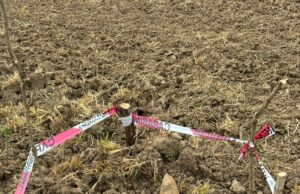 Albanella. Rinvenuto ordigno bellico in un fondo agricolo, lavoratore rischia di…